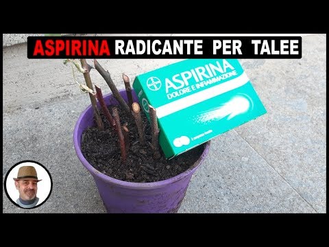 download lagu mp3 mp4 Aspirina Radicante, download lagu Aspirina Radicante gratis, unduh video klip Aspirina Radicante
