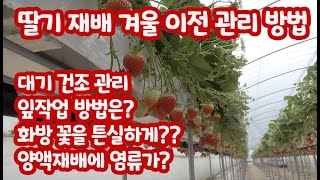 이것만 알고 있으면 겨울 이전 딸기 재배 반은 성공한다!!! 잎작업!! 대기습도!! 1화방 출뢰!! 배지 염…