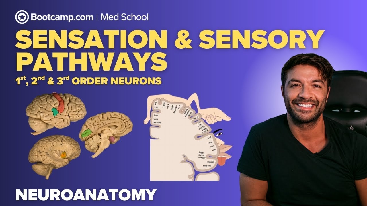 Overview of Sensation & Sensory Pathways | 1st, 2nd & 3rd Order Neurons Explained