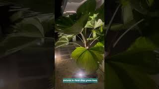 Vídeo de Balizador Led Opus Quadrado Mirror 1W 3000K IP65 Mutitensão