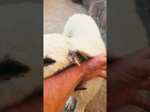 Kuvasz puppy for sale
