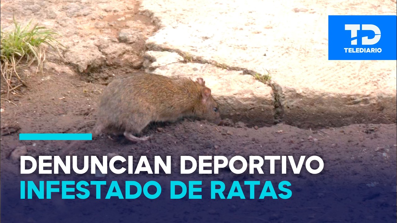 Vecinos alertan por plaga de ratas en deportivo de San Juan Tlihuaca, Azcapotzalco