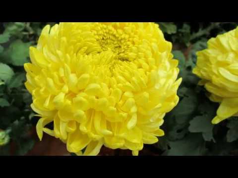 Waldemar Kocoń   Moje chryzantemy