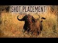Best Shot Placement On African Buffalo 6