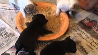 preview picture of video 'Bess & Sam's Chihuahua Pups Weaning Together 3-4 Weeks Old'