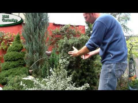 Gartentipp August 0804 Säuleneibe zurückschneiden