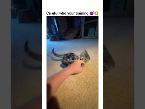 o we’re just posting straight gore now 🐱🥹 #catshorts #cat #movelycat #catofyoutube #funny