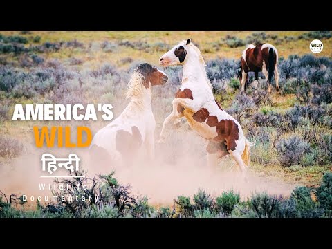 America's Wild, Spring - हिन्दी डॉक्यूमेंट्री | Wildlife documentary in Hindi