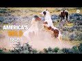 America S Wild Spring हिन्दी डॉक्यूमेंट्री Wildlife Documentar