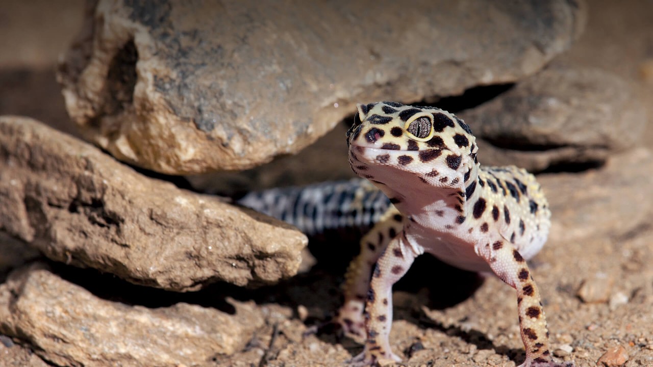 Reptilian Diversity Part 2: Form and Function of the Squamates