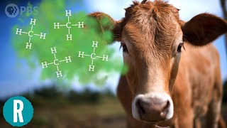 Cow Burps Are Warming the Planet