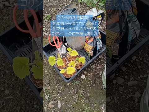 効果的な予防と同時に苗木をケラコオロギから守るにはどうすればよいでしょうか?  庭園