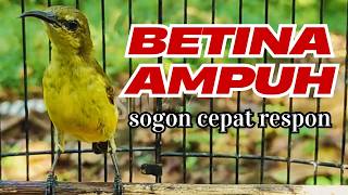 Download lagu Panggilan Sogon Betina Paling Ampuh Pemikat Sunbird Betina Paling Ampuh mp3