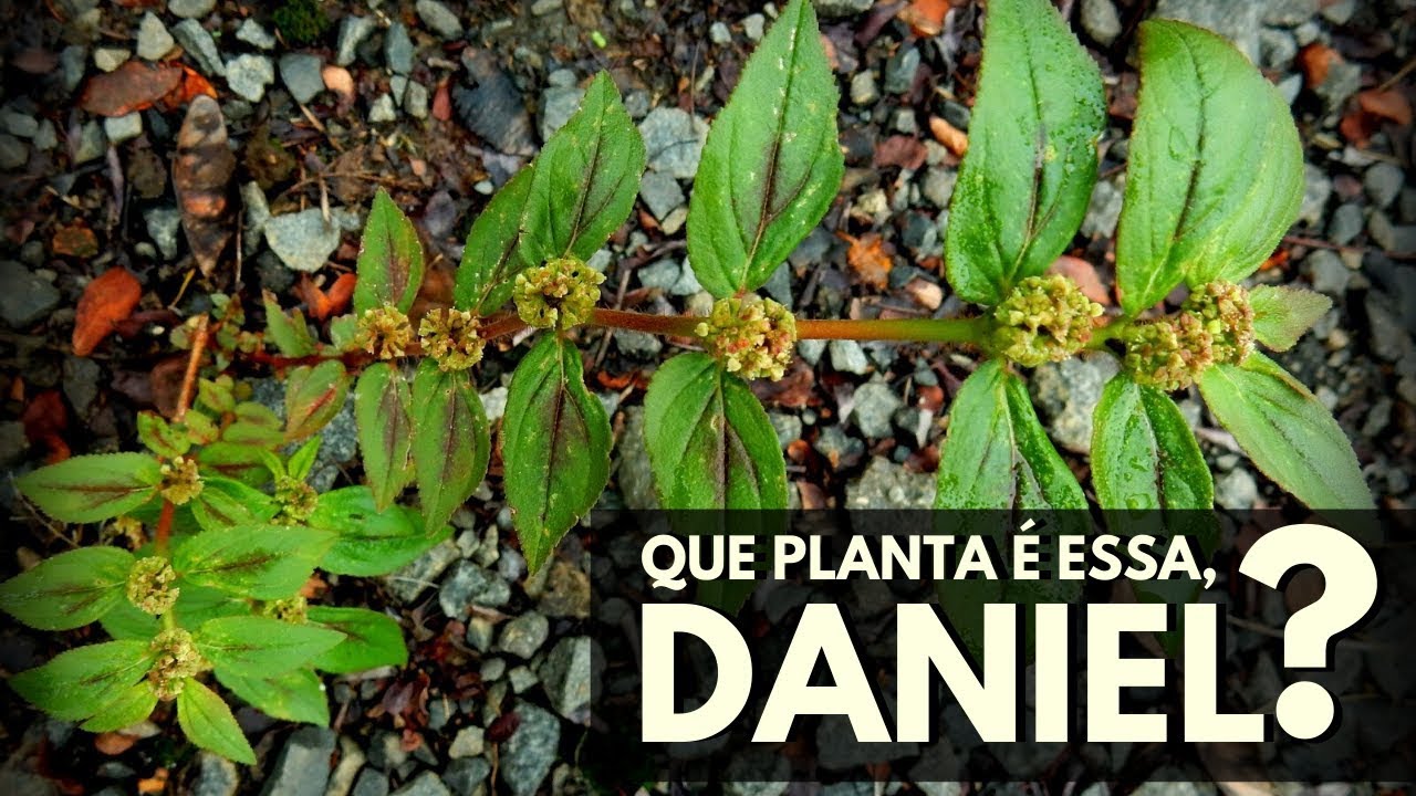 QUE PLANTA É ESSA, DANIEL? Erva-de-santa-luzia