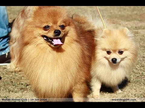 download lagu mp3 mp4 Mohali Dog Show 2017, download lagu Mohali Dog Show 2017 gratis, unduh video klip Mohali Dog Show 2017