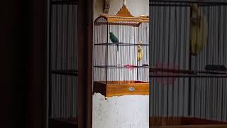 Download lagu cucak ijo roll speed panjang mp3