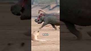 Download lagu This Hippo is the Main Character ! #shorts mp3