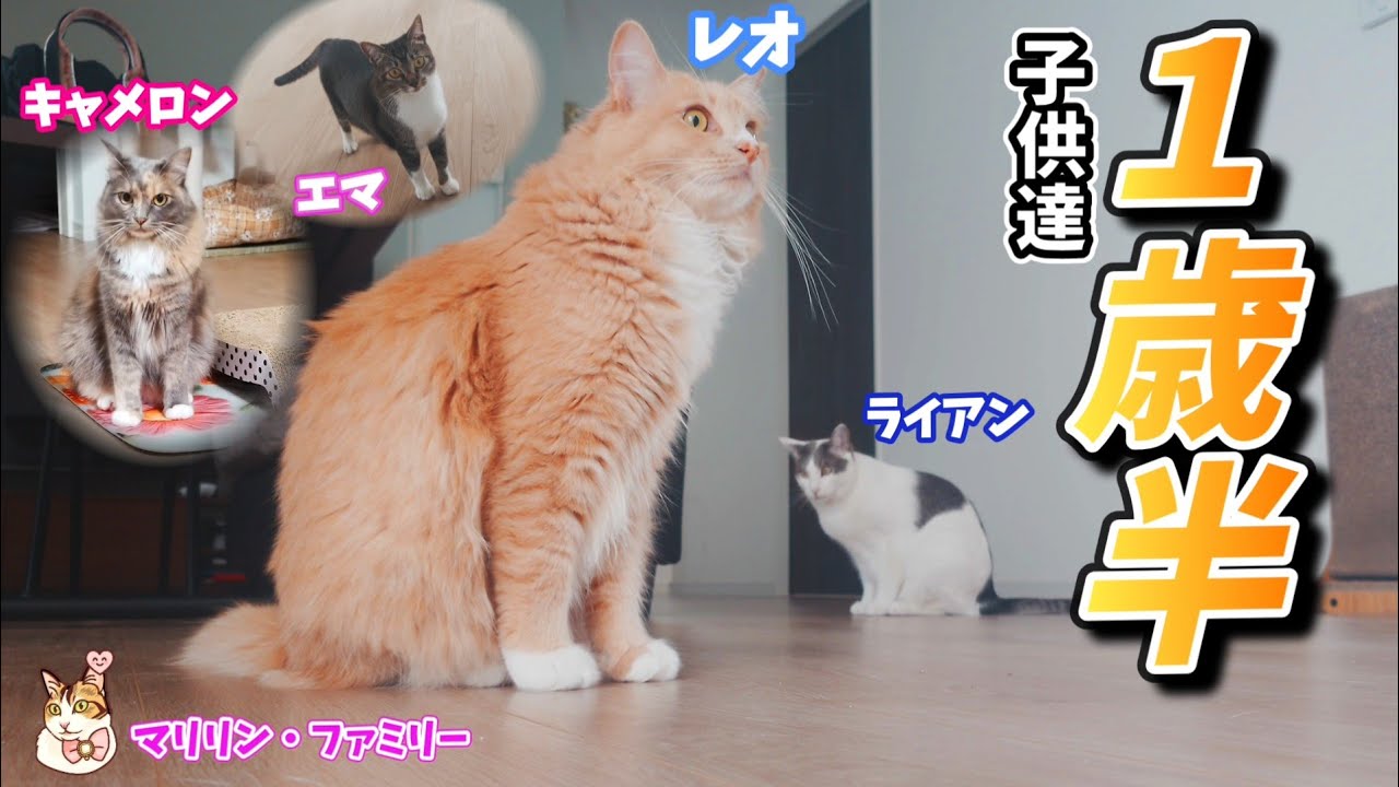 マリリン・ファミリー 子供達が1歳半を迎えました！