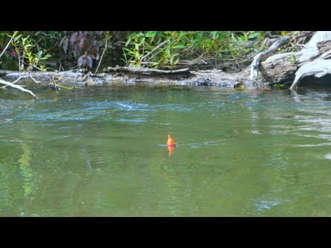 RIDICULOUS SALMON BOBBER DOWNS! + SPINNER EATS - Salmon Fishing 2023
