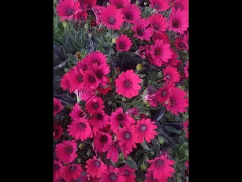 Centrum Ogrodnicze Futura Adam Pióro - video