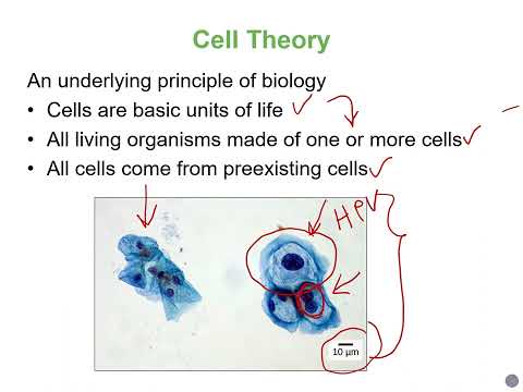 Biology2E Ch4 MChen Lecture Video Part1
