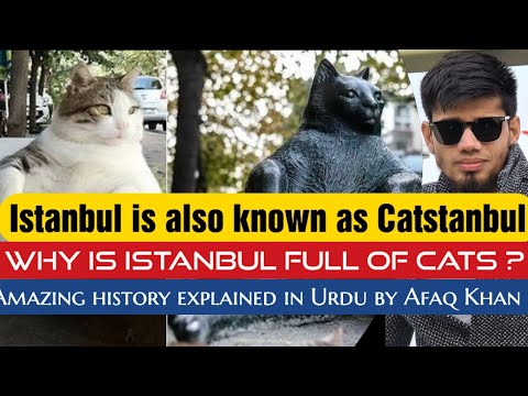 Istanbul is also known as city of Cats *Interesting History of Cats in Istanbul*