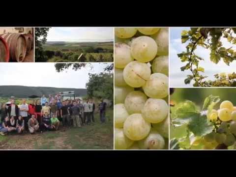 Szüret - Dobosi Pincészet