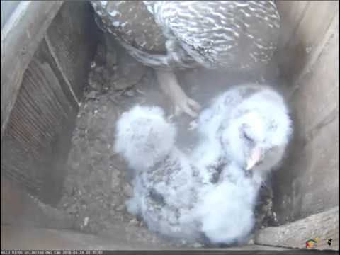 Barred Owls - Frog Delivery to Chicks, April 24, 2016
