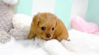 ハーフ犬の動画01