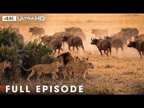 Lion Pride Hunts Prey (Full Episode) | Cat Attack | Nature Animal Documentary