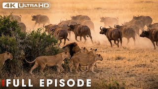 Lion Pride Hunts Prey (Full Episode) | Cat Attack | Nature Animal Documentary