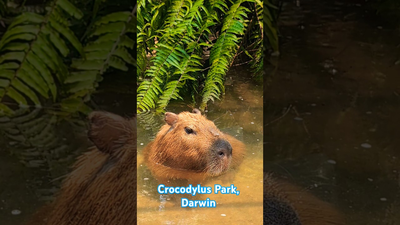 YouTube Short thumbnail