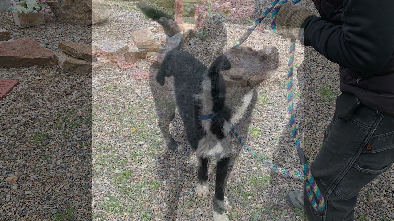 Enlarge Duke AKA Darrell, a Adoptable mixed breed in Pagosa Springs, CO video 6/6