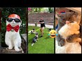 Cat Funny Videos Funny Cats Meme FunnyCats Episode 3098
