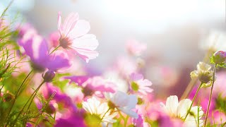 Download lagu 3 HOURS Best Relaxing Music 'Romantic Piano' Background Music for Stress Relief, Therapy, Love mp3