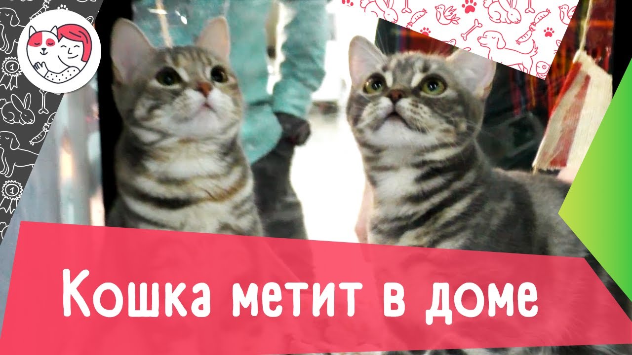 4 причины, почему кошка метит в доме