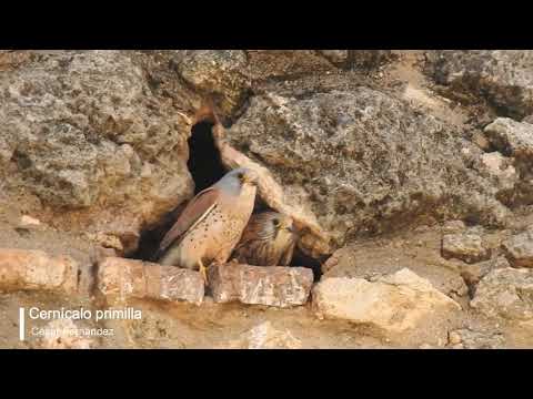 Vídeo de Falco naumanni. <em>© César Fernández González