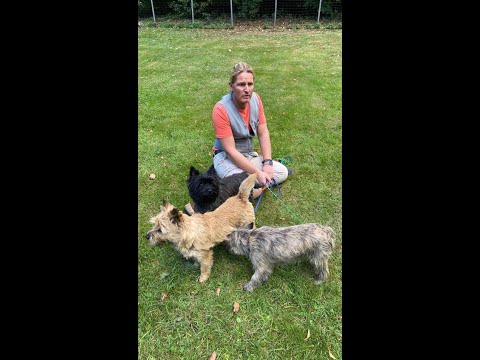 Der Cairn Terrier - das Terrier.de - Rasseprofil