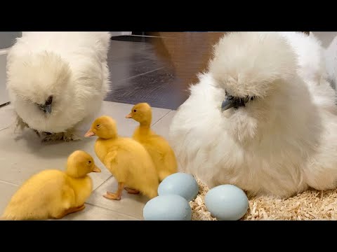 Mother’s Love ❤️ ! Amazing Silkie Hen With Her Duck Babies - How To Take Care A Broody Hen