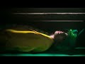 JUMEX - ALIVE IN MY COFFIN (DIR. BY JUMEX & KYLE COGAN)