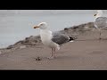 Seagull Herring Gull Found A Nice Crab To Snack On