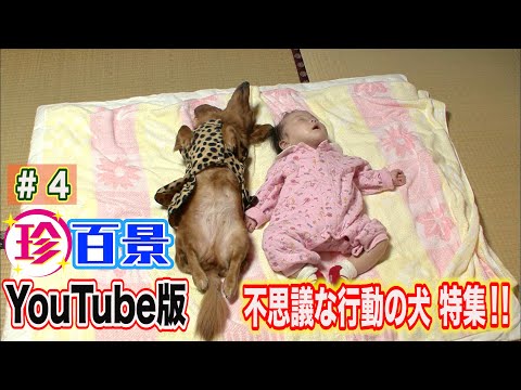 犬の奇妙な行動
