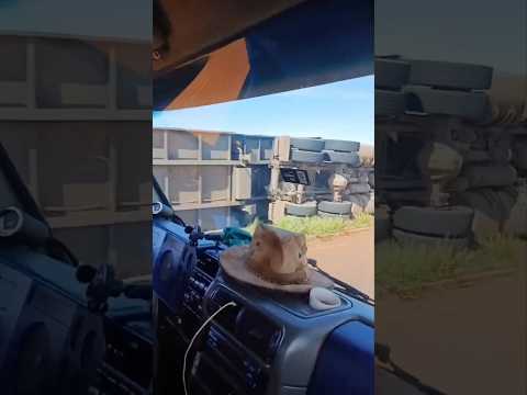 Carreta boiadeira tomba em rotatória entre Frutal e Pirajuba em Minas Gerais