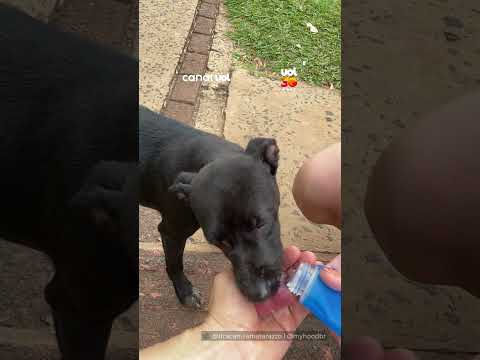 Cachorrinha segue casal por 7 km durante corrida e ganha um novo lar