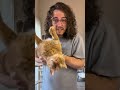 My Orange Cat Is Taking Out His Trauma On The Elderly
