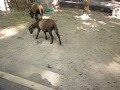 Барашки 