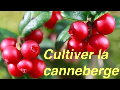 LA CANNEBERGE SANS ENTRETIEN AU JARDIN FORET COMESTIBLE Vaccinium macrocarpon