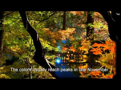 Japan Trip: Minoo Park hiking trail enjoy nature near metropolitan city, Osaka