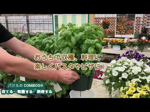 レッドバジル:最高の品種 植物