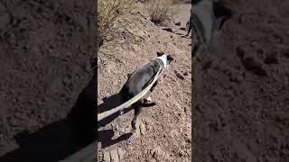 Video preview image #1 Boston Terrier-Unknown Mix Puppy For Sale in phoenix, AZ, USA